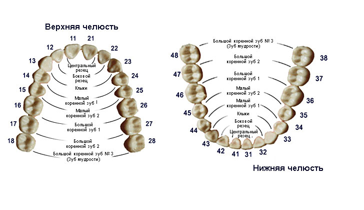 Глазной зуб где находится фото у взрослых верхний