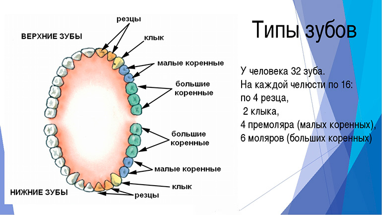 Схема челюсти человека